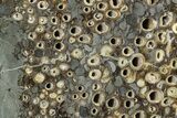 Polished Fossil Teredo (Shipworm Bored) Wood - England #279391-1